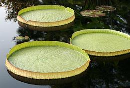 Victoria Lily Pads